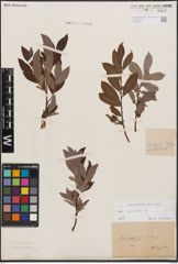 Foto von Salix cinerea L.
